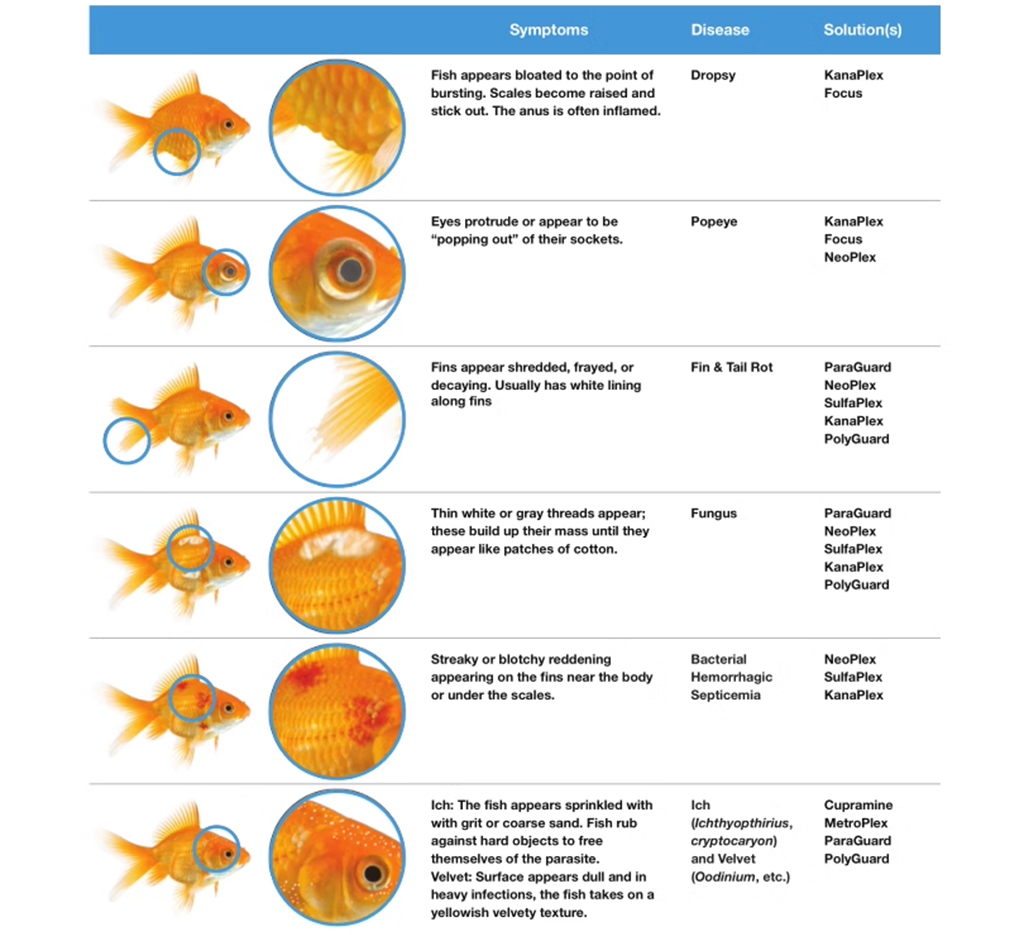 SEACHEM - Focus | Hỗ trợ điều trị nhiễm khuẩn cá cảnh thủy sinh