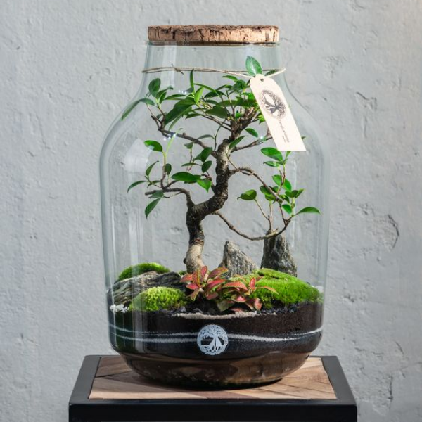 Bồn cảnh thủy tinh (Terrarium)