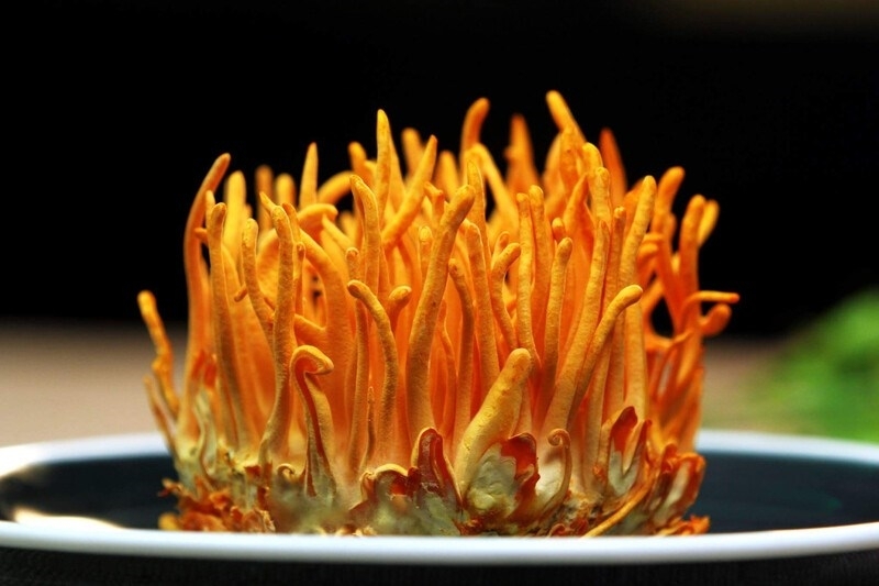 Tác dụng phụ của đông trùng hạ thảo bạn nên biết