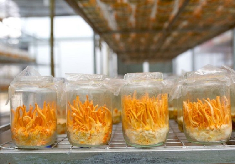 Bí quyết nuôi trồng đông trùng hạ thảo