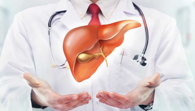 Tác dụng bảo vệ gan, tăng cường chức năng gan