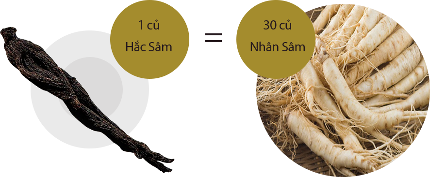 1 củ Hắc Sâm công dụng bằng 30 củ Nhân Sâm thông thường