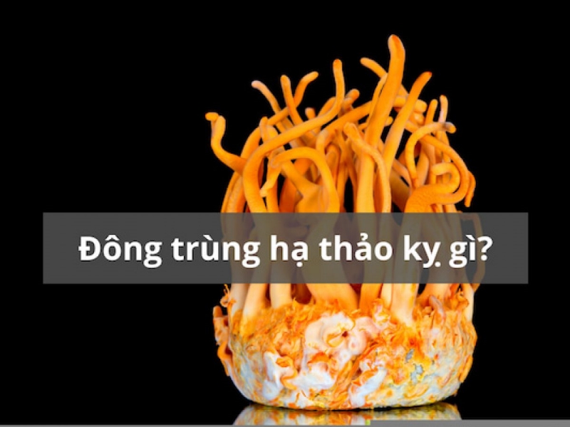 Trùng thảo kỵ kim loại