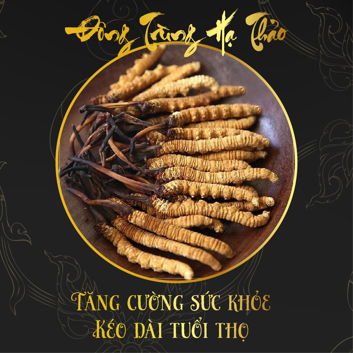 ĐÔNG TRÙNG HẠ THẢO