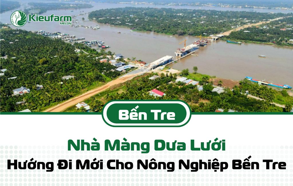 Mô hình nhà màng dưa lưới tiền năng tại Bến Tre