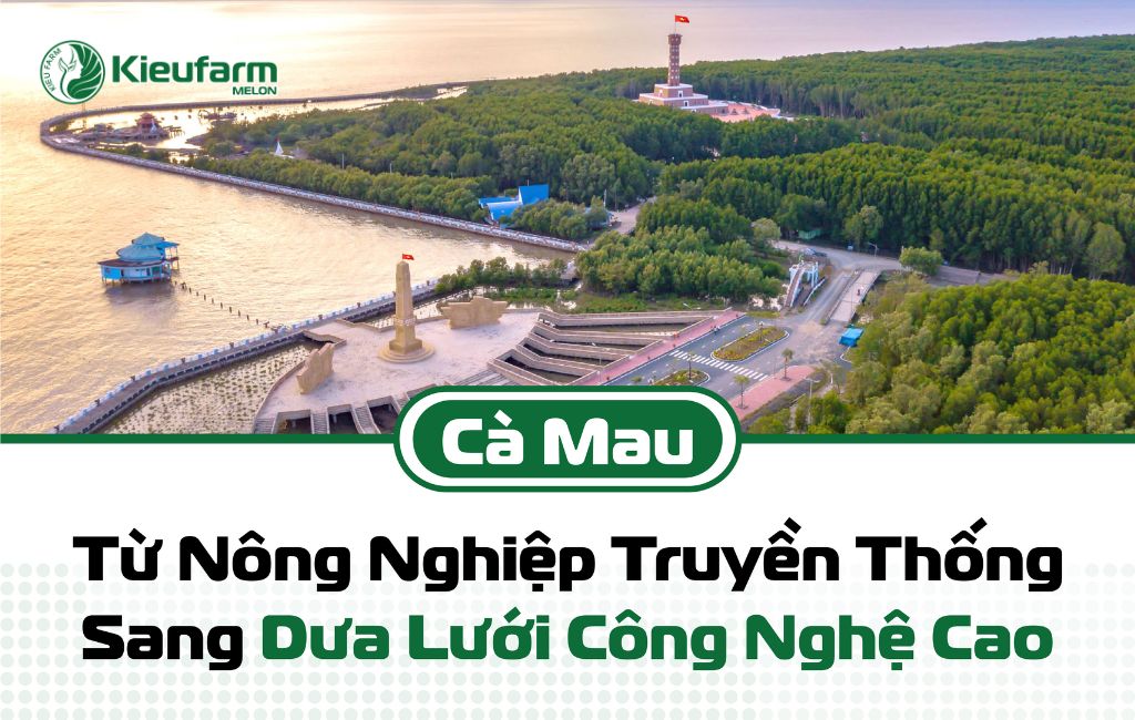 Tiềm năng phát triển mô hình nhà màng dưa lưới