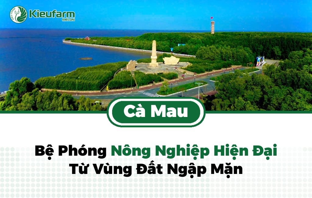 Xu hướng nông nghiệp công nghệ cao tại Cà Mau