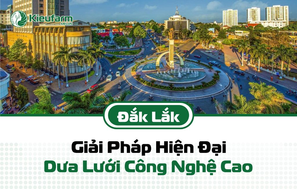 Tiềm năng phát triển mô hình nhà màng dưa lưới DakLak