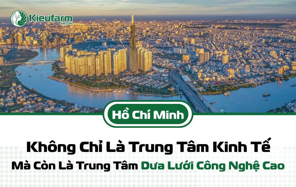 Mô hình nhà màng dưa lưới tại TP.HCM