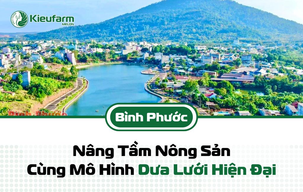Phát triển mô hình nhà màng dưa lưới tại Bình Phước
