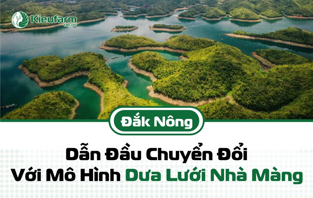 Tiềm năng phát triển mô hình nhà màng dưa lưới Dak Nong