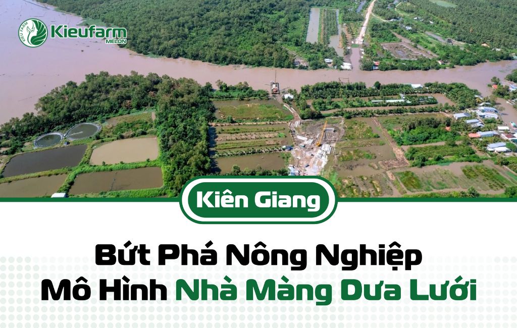 Tiềm năng phát triển mô hình nhà màng dưa lưới Kiên Giang