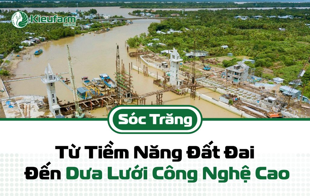 Đầu tư nhà màng dưa lưới Sóc Trăng