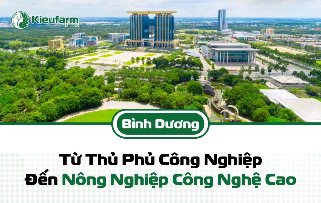 Phát triển mô hình nhà màng dưa lưới Bình Dương