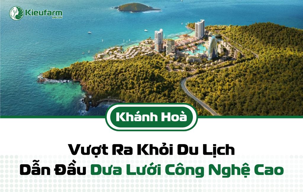 Xu hướng nhà màng dưa lưới Khánh Hòa