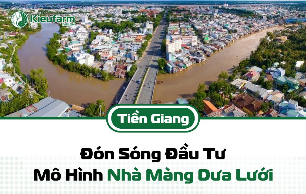 Mô hình nhà màng dưa lưới, hướng đi hiệu quả và bền vững