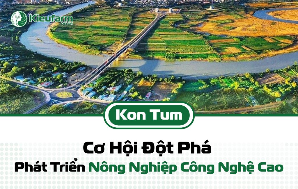 Tiềm năng phát triển mô hình nhà màng dưa lưới tại KonTum