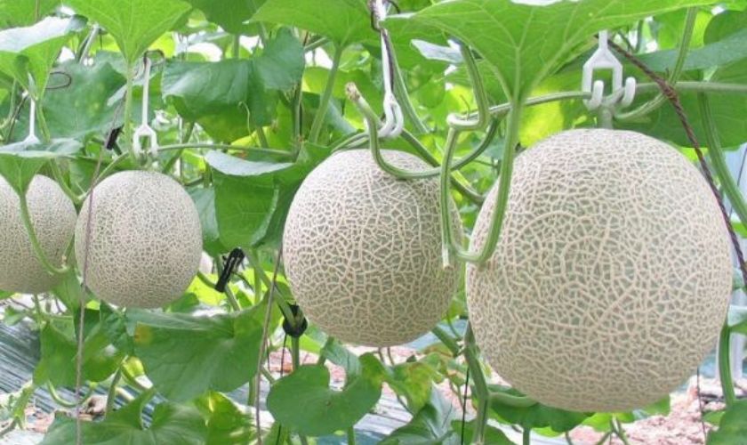 tai sao dua luoi bi nut