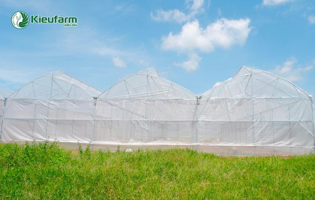 Dịch vụ thi công nhà màng dưa lưới tại Bình Dương