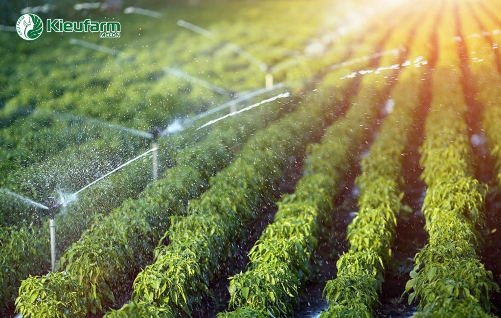 Chiến lược phát triển nông nghiệp công nghệ cao