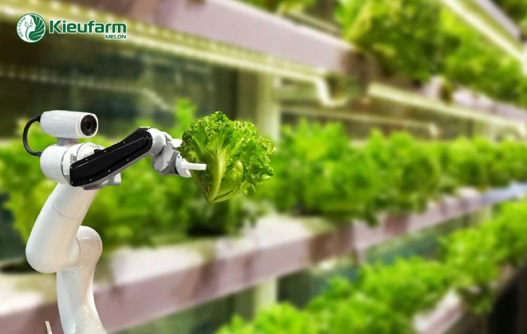 Rau màu trồng trong nhà màng