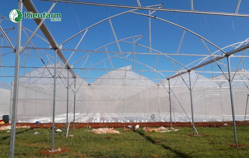 Dịch vụ thi công nhà màng dưa lưới chuyên nghiệp