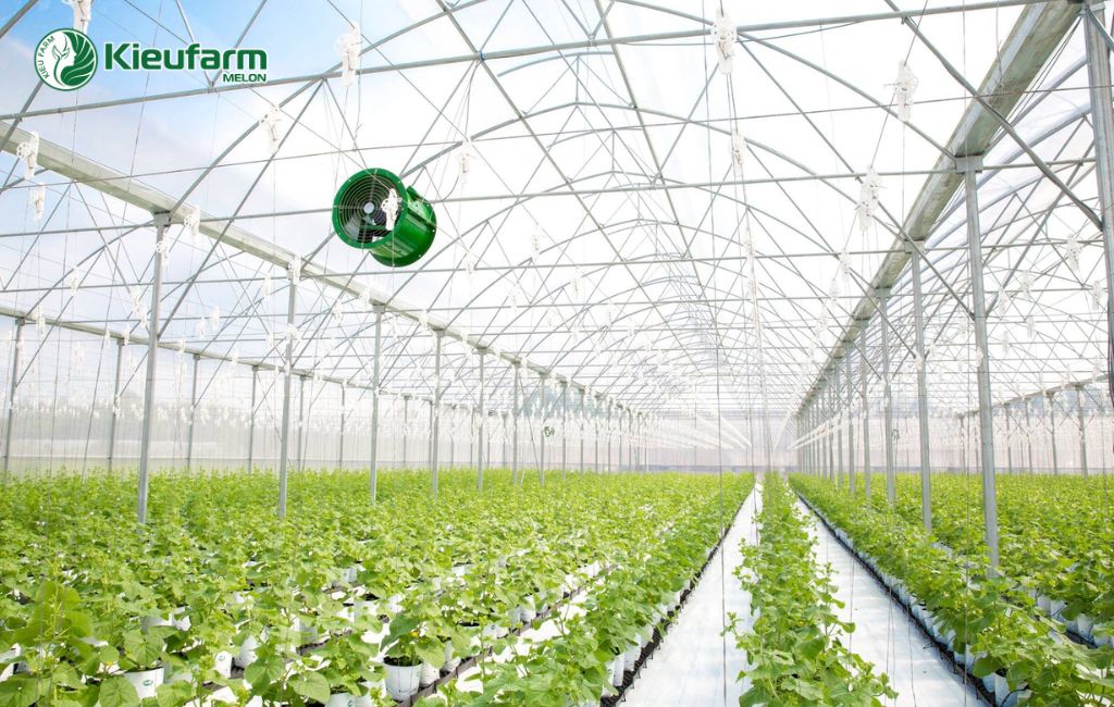 Mô hình công nghệ cao nổi bật tại Long An