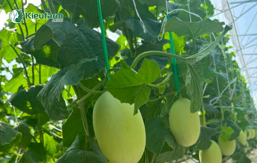 Tây Nguyên phát triển mạnh mô hình nhà màng