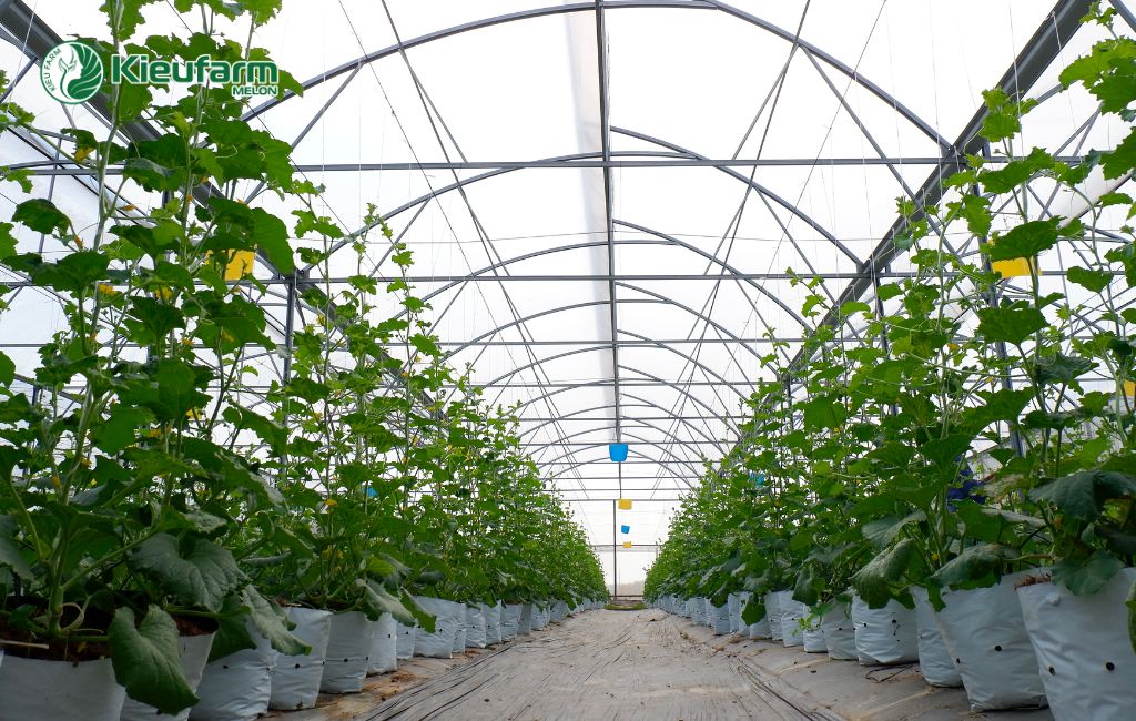Mô hình nhà màng dưa lưới Kieufarm