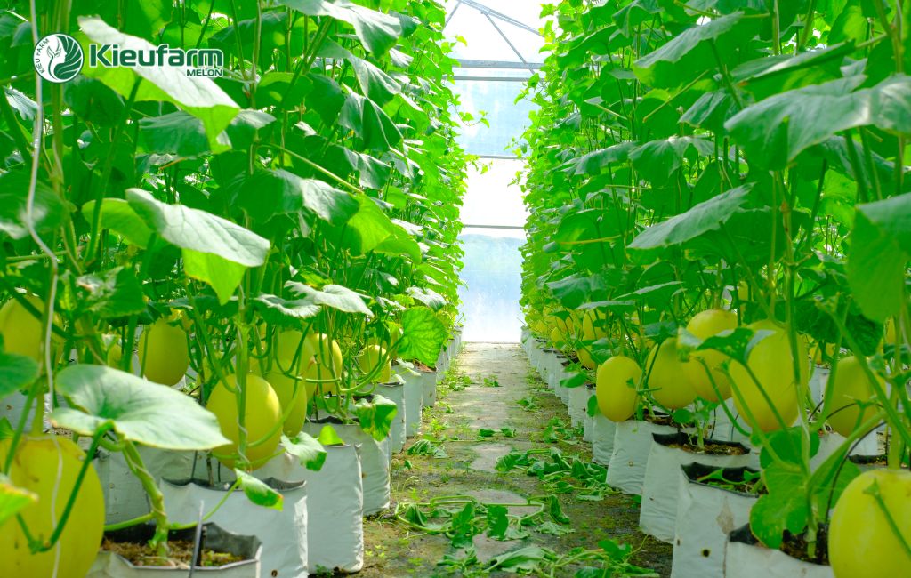 Bàn giao và hướng dẫn kỹ thuật