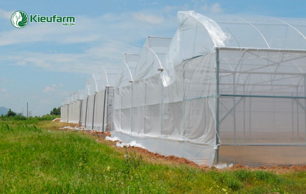 Dịch vụ thi công nhà màng duwa lưới