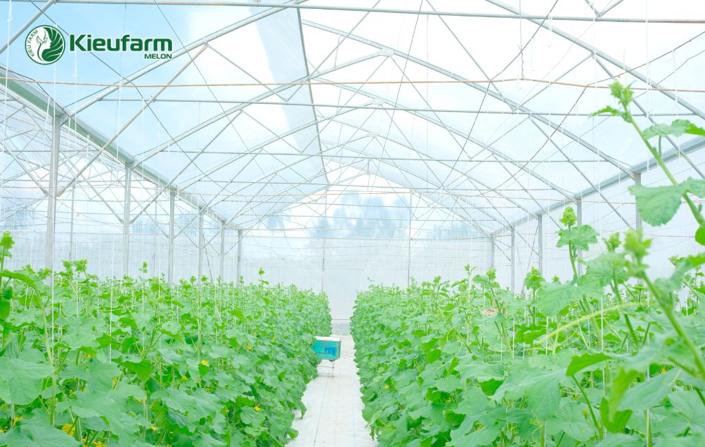 Kon Tum địa điểm thuận lợi cho trồng dưa lưới trong nhà màng