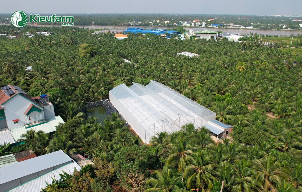 Đầu tư mô hình dưa lưới tại Bến Tre