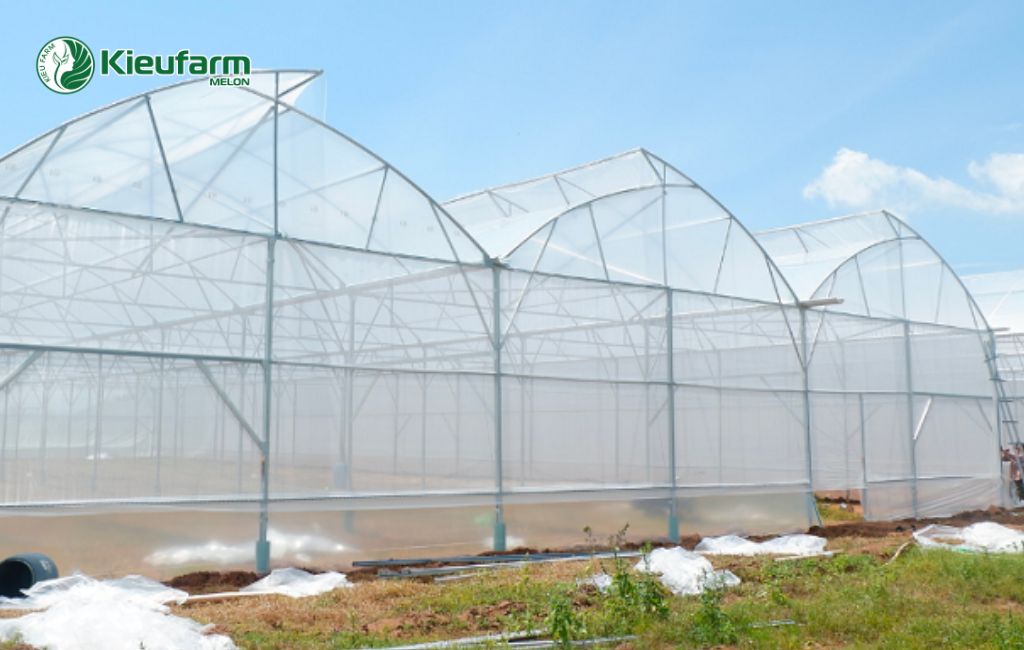 Cơ hội đầu tư nhà màng dưa lưới tại Cà Mau