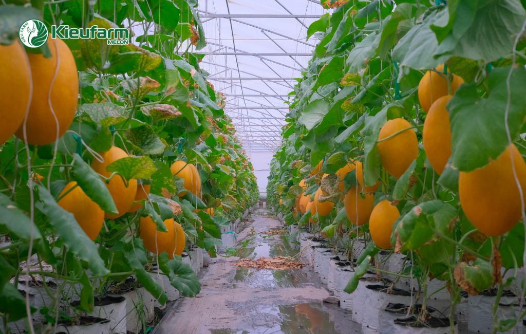Kieufarm hỗ trợ kỹ thuật trồng dưa lưới