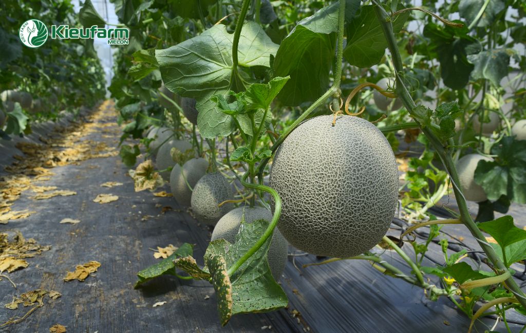 Nhà màng dưa lưới tại Khánh Hòa