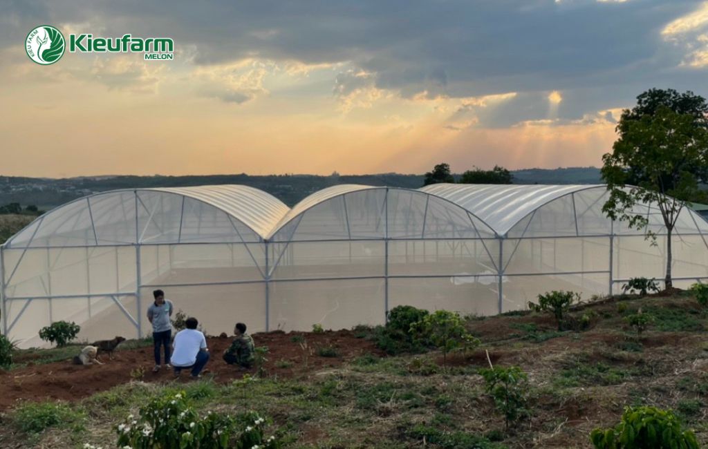 Mô hình nhà màng dưa lưới thực tế tại Tiền Giang