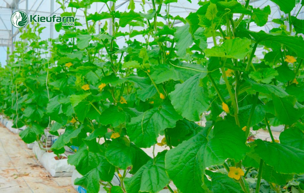 Kieufarm đồng hành cùng khách hàng từ A -Z