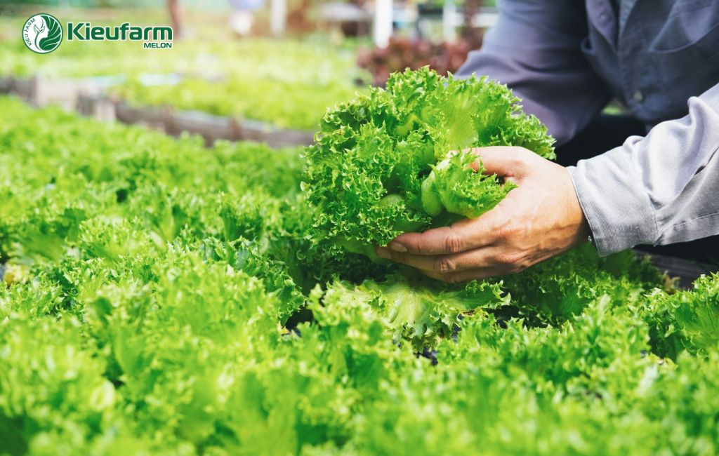 Mô hình nông nghiệp công nghệ cao nhà màng