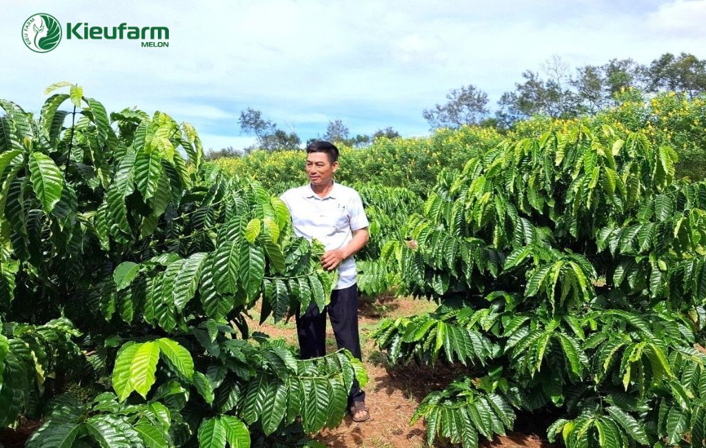 Mô hình nông nghiệp công nghệ cao