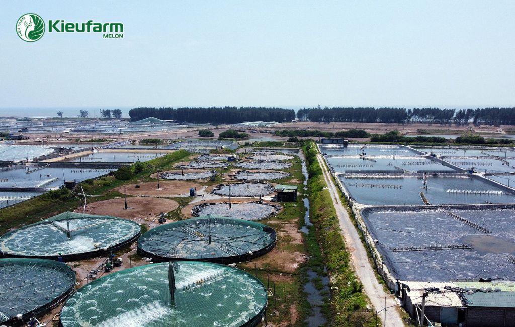 Mô hình nông nghiệp công nghệ cao tỉnh Cà Mau