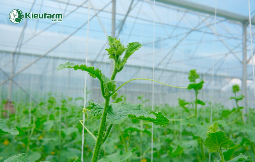 Kieufarm sỏ hữu quy trình làm nhà màng dưa lưới khép kín