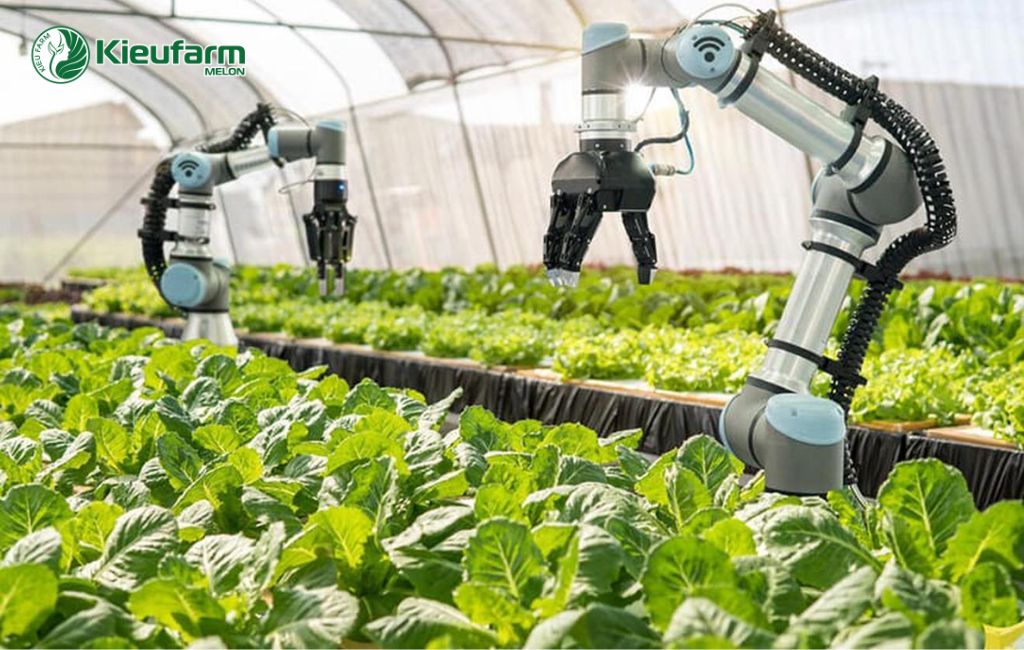 Khánh Hòa đẩy mạnh ứng dụng công nghệ cao trong nông nghiệp