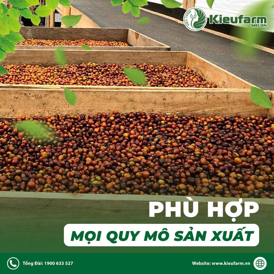 Nhà kính phơi sấy nông sản đảm bảo tiêu chuẩn xuất khẩu