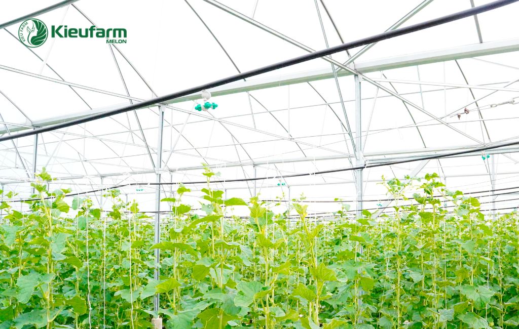 Đầu tư nhà màng dưa lưới Trà Vinh