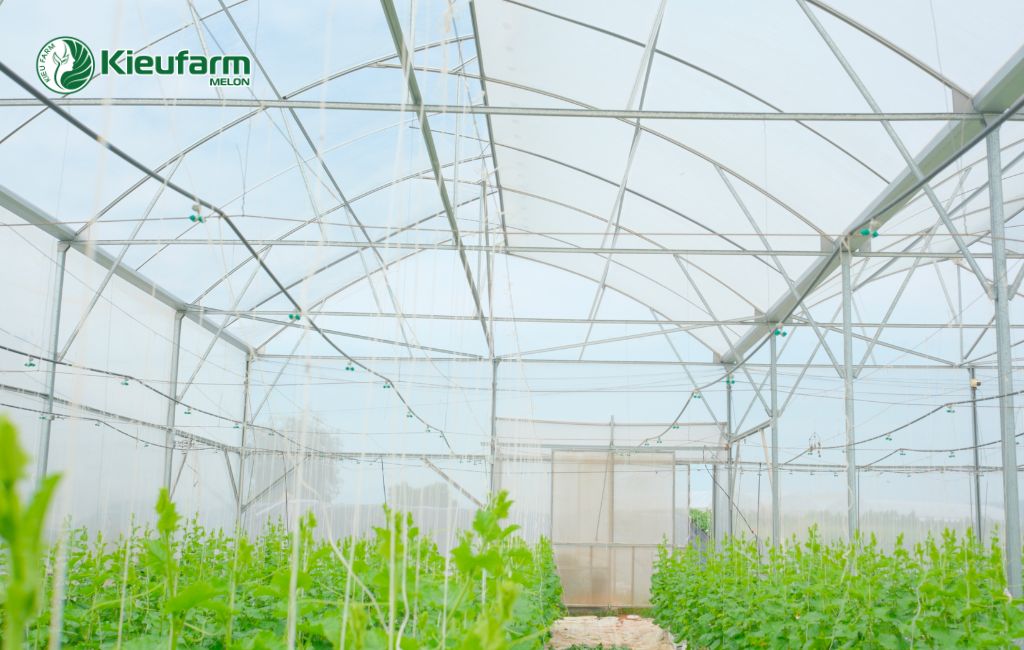 Đầu tư nhà màng dưa lưới tại Tây Ninh