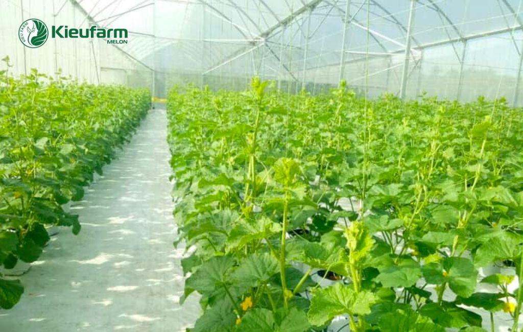 Lợi ích khi đầu tư nhà màng dưa lưới tại Đồng Nai