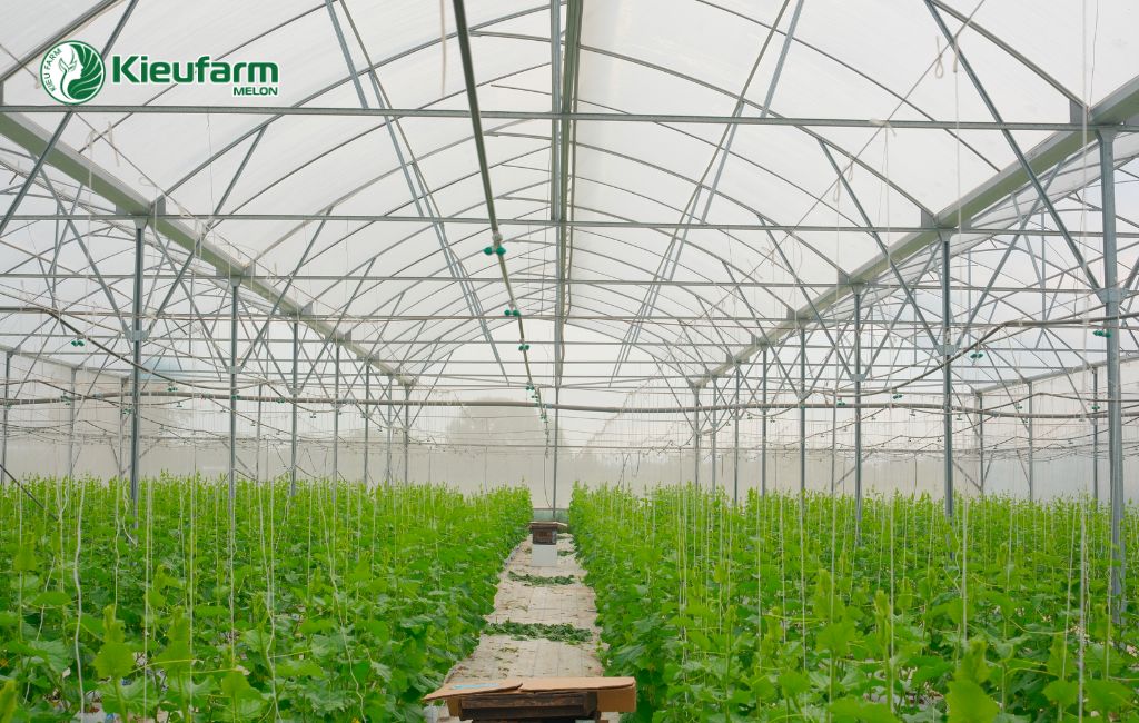 Tại sao nên đầu tư làm nhà màng tại Bến Tre