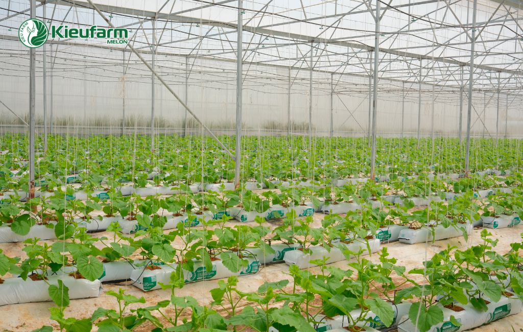 Đầu tư nhà màng dưa lưới Khánh Hòa