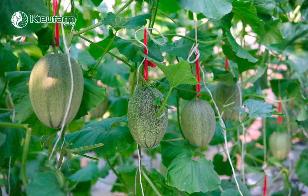 Đầu tư mô hình nhà màng dưa lưới tại Bình phước